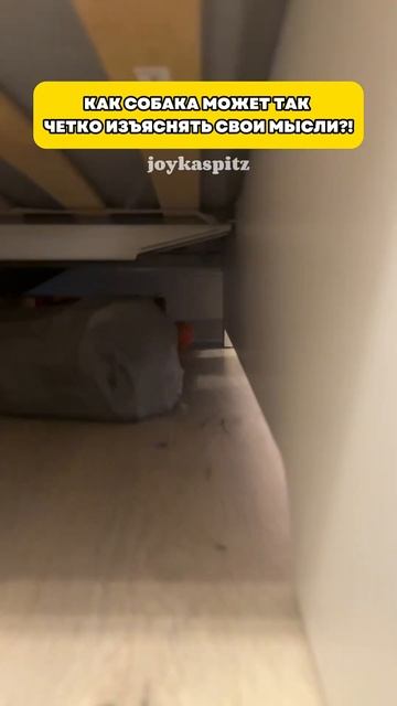 Что скажите?🧐 #pomeranian #минишпиц #смешноевидео #собаки #померанскийшпиц #pets #шпиц #животные