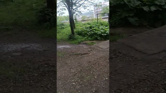 наш дворик, пикинес Жорик, Бася и собачья аллергия🤓