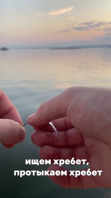 Самый простой способ насадить тюльку. #рыбалка #fishing #п? смотреть онлайн
