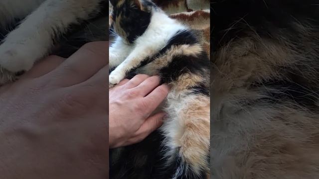 Кошка Печенька беззаботно отдыхает#HARD MIX смотреть онлайн