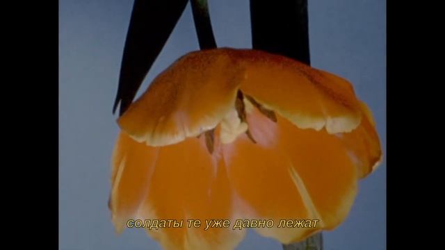 Арсений Креститель - Куда Ушли Цветы (Lyric Video) смотреть онлайн