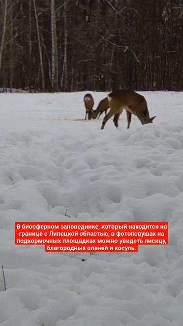 #липецк #воронеж #заповедник смотреть онлайн