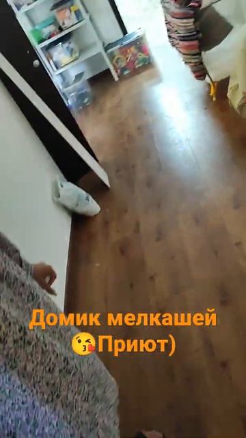 Собачки в поисках семьи🙏Домик мелкашей,приют) #собака #жизнь