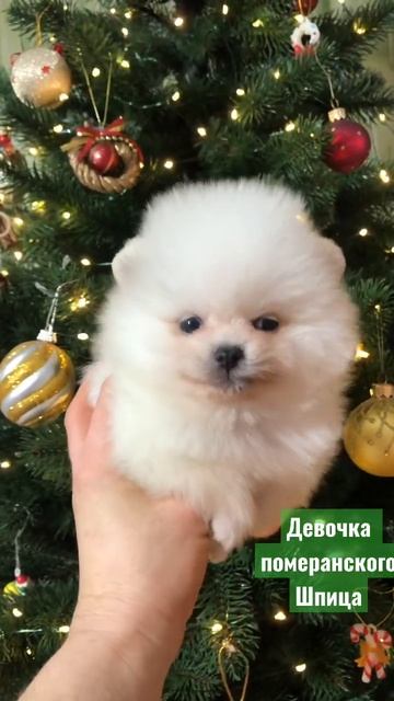 #шпиц #щенок #собака #щенокшпица #померанский_шпиц #puppy