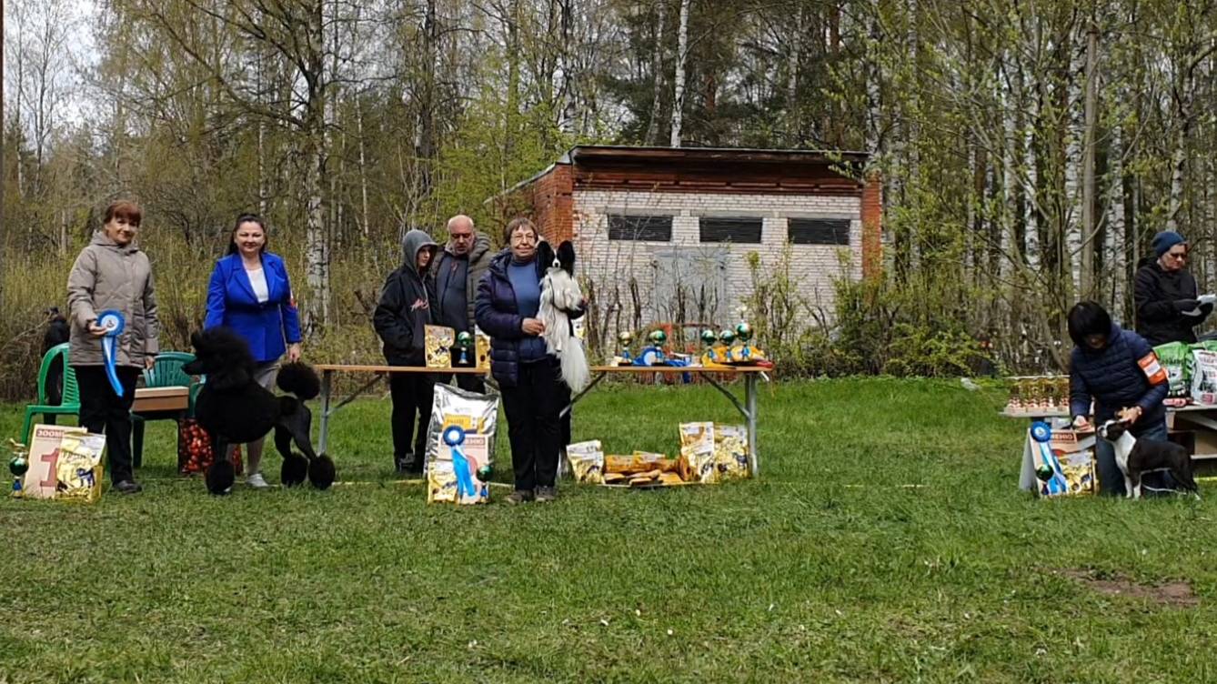 10.05.2025, СПб. "СПбГКСС" (РКФ, РФСС). Выставка собак САС 9 группы FCI смотреть онлайн