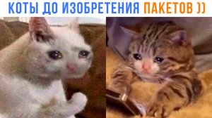 А ЧЕМ ШУРШАТЬ?? ((( Приколы с котами | Мемозг 1605