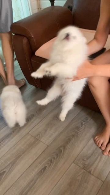 Щенки японского шпица с шикарной родословной ждут любящих хозяев!