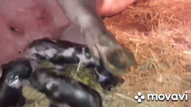 Чекушка в одно Рыло