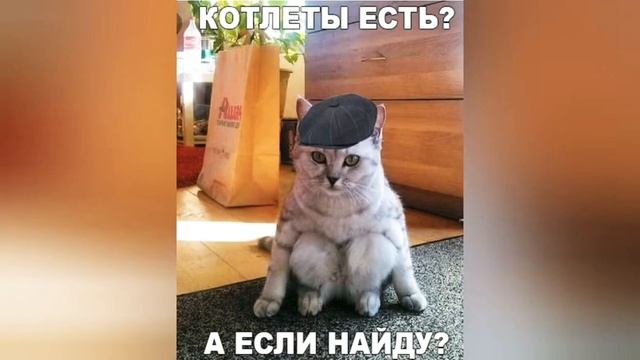 Смешные фото с котами!! СМОТРЕТЬ ВСЕМ!) смотреть онлайн