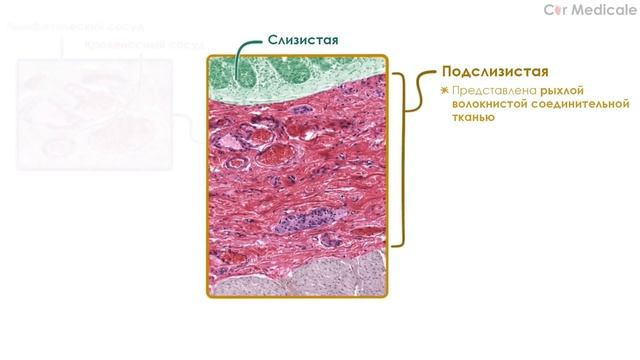 Гистология толстой кишки смотреть онлайн