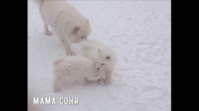 Наши самоедики