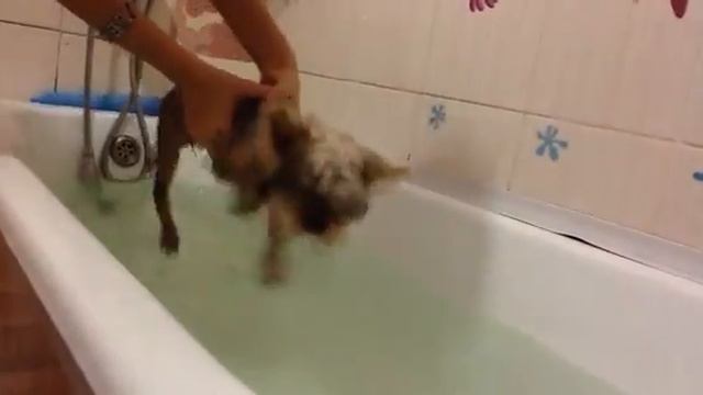 СМЕШНОЕ ВИДЕО с ОЗВУЧКОЙ 😂 СОБАКА КУПАЕТСЯ в ВАННОЙ 🤣 смотреть онлайн