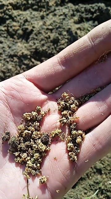 27 мая 2024 свёкла семена смотреть онлайн