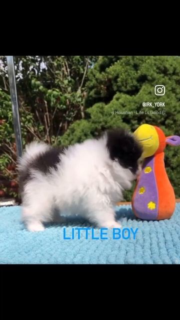 Шпиц мини на продажу #шпиц #puppy #собака #pomeranianmini #pomeranianmoscow смотреть онлайн