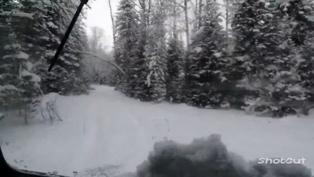 Зимняя тайга на Будачихе