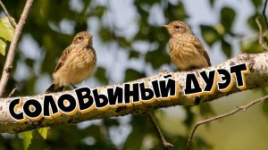 Соловьиный дуэт. Красивое пение двух соловьев