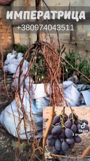 Продам саженцы: Императрица . 0974043511. #виноград #сад #ви? смотреть онлайн