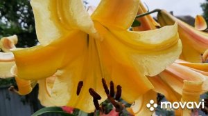 Лилия ОТ-гибрид Rising Moon