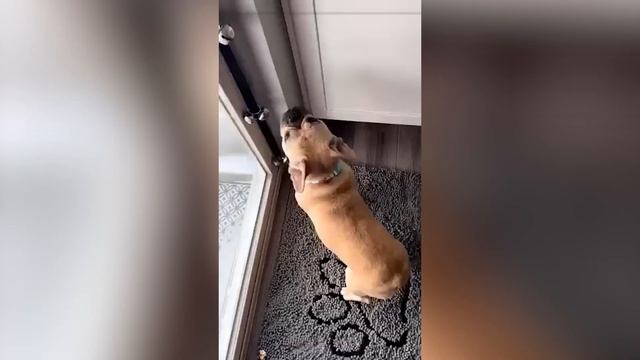 Самые смешные видео с животными - апрель 2025