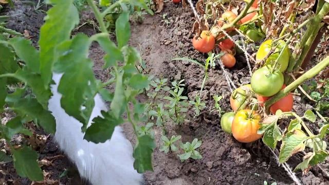 Мои томаты.Обзор сортов. Какие буду сажать в следующем сезоне ! 27 июля 2024 г. смотреть онлайн