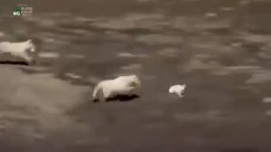 ПОГОНЯ ВОЛКОВ ЗА ЗАЙЦЕМ