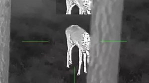 "Тепловизионное Сравнение Косуль: Панты vs. Закостеневшие Рога с прицелом GUIDE TR650"