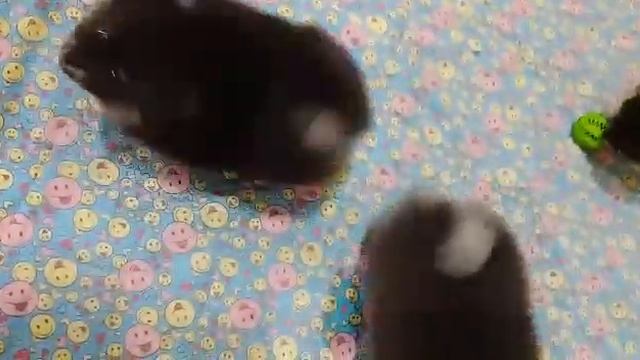 Шпицы смотреть онлайн