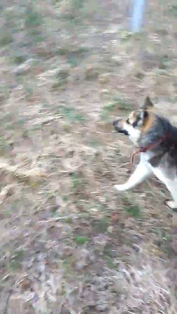 Шпиц. Бэлла на прогулке с другом смотреть онлайн