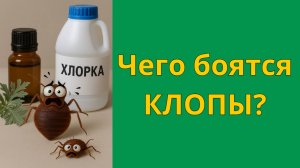 Чего боятся клопы? Народные средства от постельных клопов в квартире помогают?