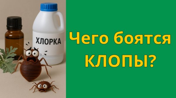 Чего боятся клопы? Народные средства от постельных клопов в квартире помогают?