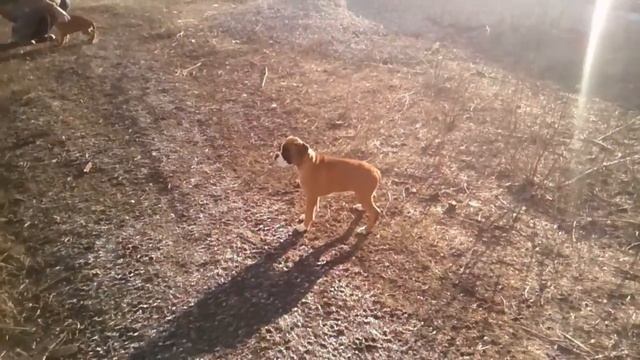 Щенки боксера др 21-09-2015 продаются