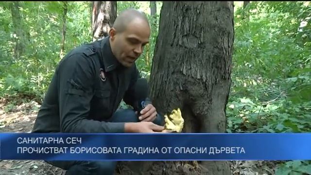 Санитарна сеч - прочистват Борисовата градина от опасни дървета