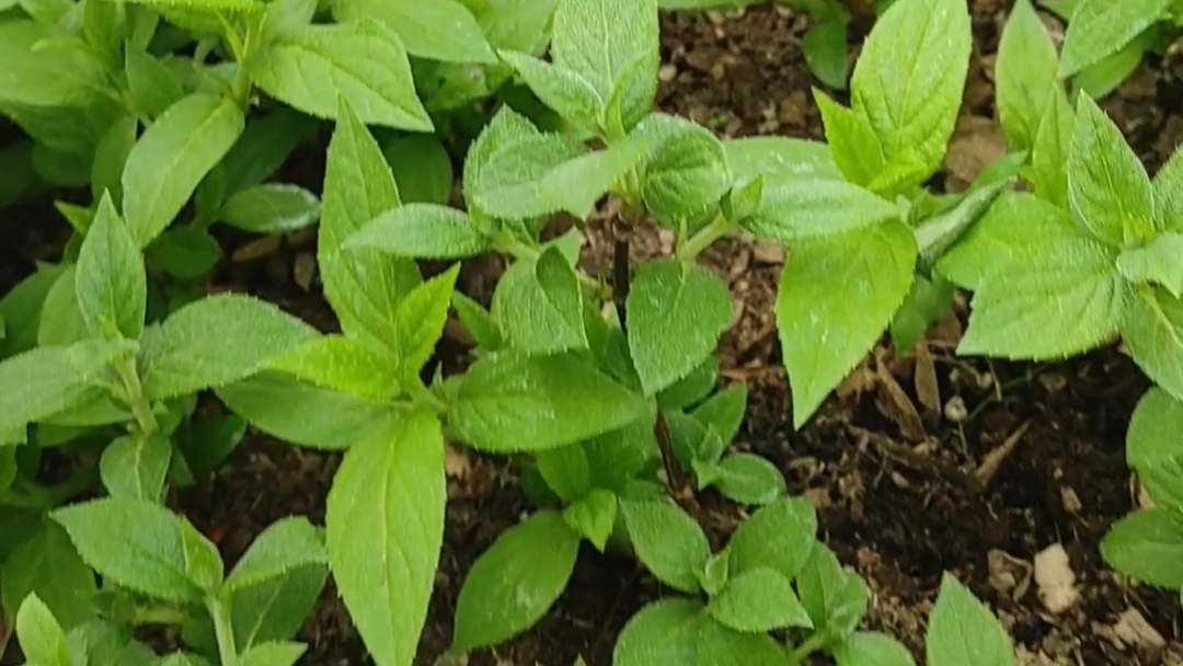 Результат посадки укоренённых черенков гортензий на грядку.