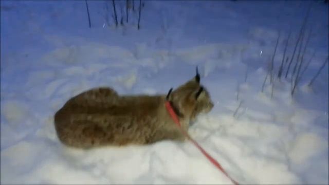 Рысь на прогулке, перевезли рысей в тепло,чтобы уши не мерзли. смотреть онлайн