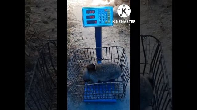 Фуруши Харгушхои Великан 3 моха