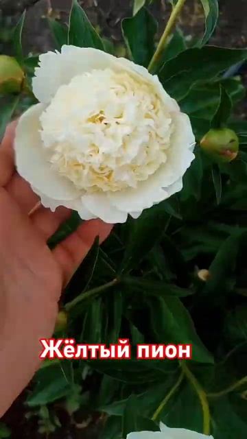 жёлтый пион смотреть онлайн