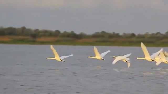 Маманя - Биртман смотреть онлайн