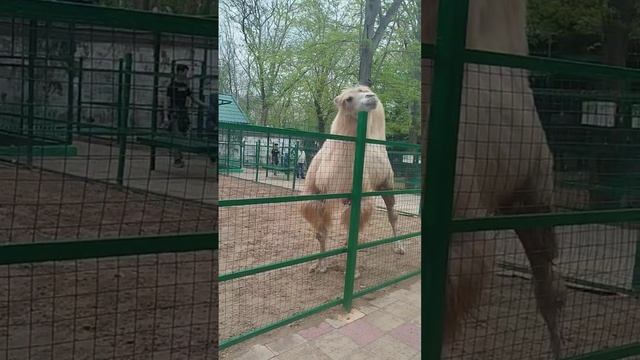 Ейский зоопарк в парке Поддубного 2025, куда сходить в Ейске с детьми, кормление верблюда и страуса смотреть онлайн