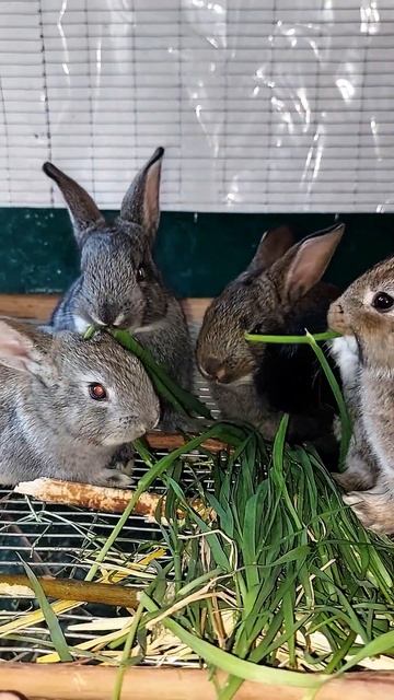 Маленькие крольчата едят траву😍 смотреть онлайн