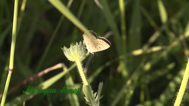 БАХОРИ 2021 МУКБОРАК смотреть онлайн