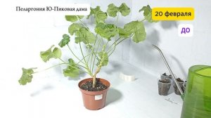 Обрезка ПЕЛАРГОНИИ: ДО и ПОСЛЕ. Показываю своих, февраль-март 2025