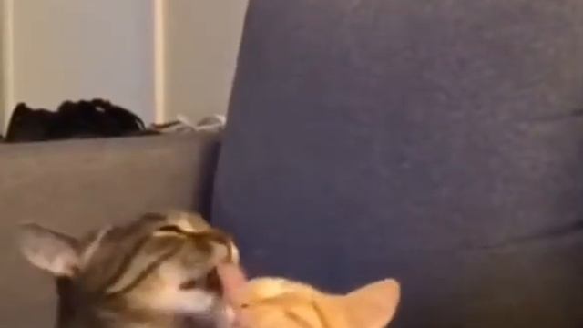 Семейная жизнь в одном видео