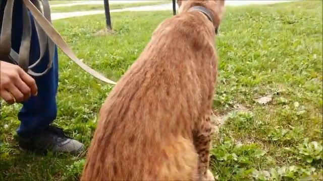 Что то пошло не так, рысь спряталась в машине._Something went wrong, the lynx hid in the car. смотреть онлайн