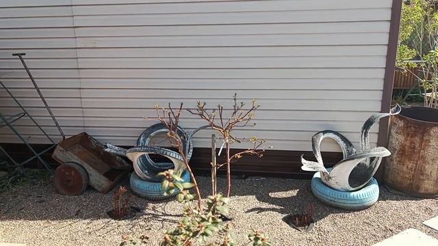 Пионы на продажу. Дёрен в моём саду. смотреть онлайн