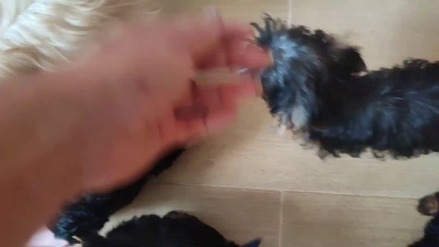 Наша милота,красота🤗 заряд энергии и счастья👌 Продажа щеночков Доставка по миру+79788972514