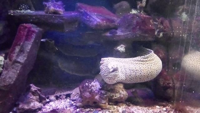 Московский зоопарк. Леопардовая мурена.