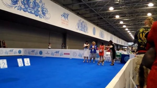 26.06.2016, MOSCOW, NATIONAL SPECIAL DOG SHOWS 2016, CHINESE CRESTED DOG