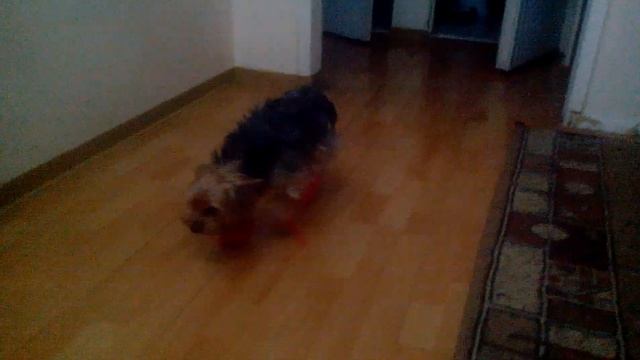 Йорк в обуви. смотреть онлайн