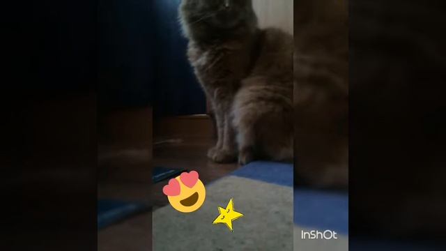 Мой кот,кошка и собачка🐱🐶🐈