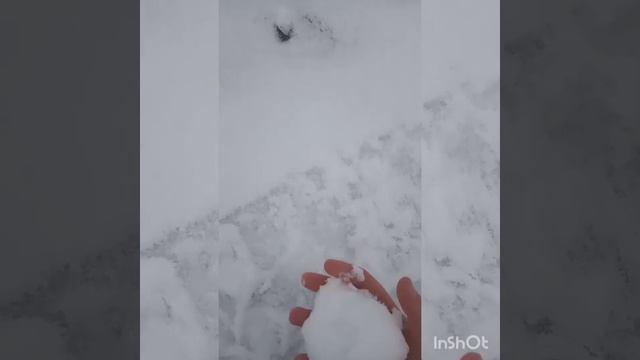 Нравится ли собакам снежок?